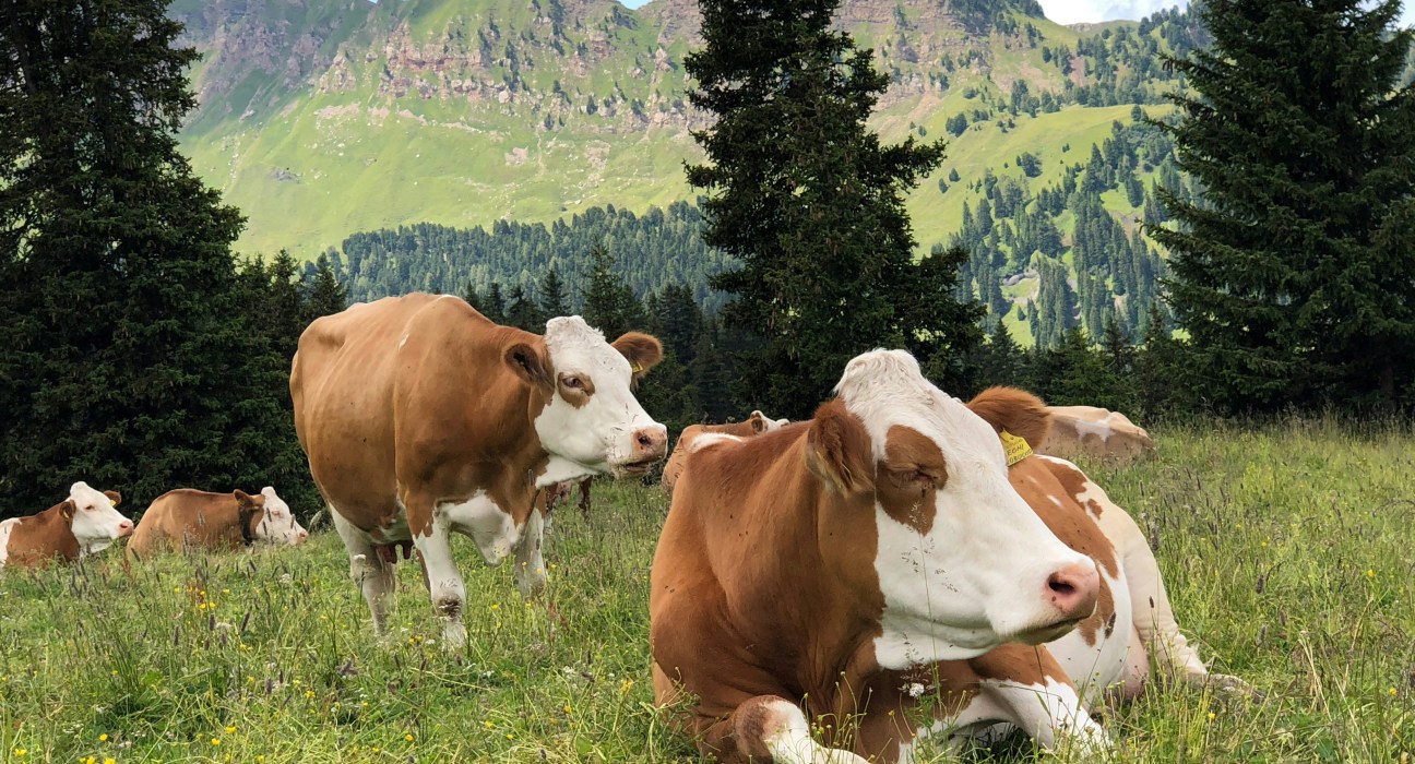 Livestock farming, particularly cattle, plays a crucial role in our food system but is a major contributor to methane & other GHG emissions.