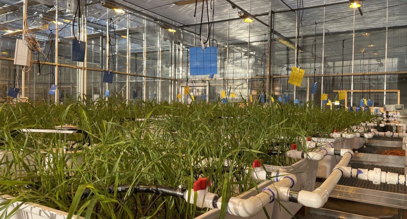 Lucent Biosciences has completed a greenhouse gas emission (GHGE) study showing its Soileos fertilizer can sequester an average of 2.3 tonnes of carbon per acre, with results as high as 10 tonnes in select conditions.