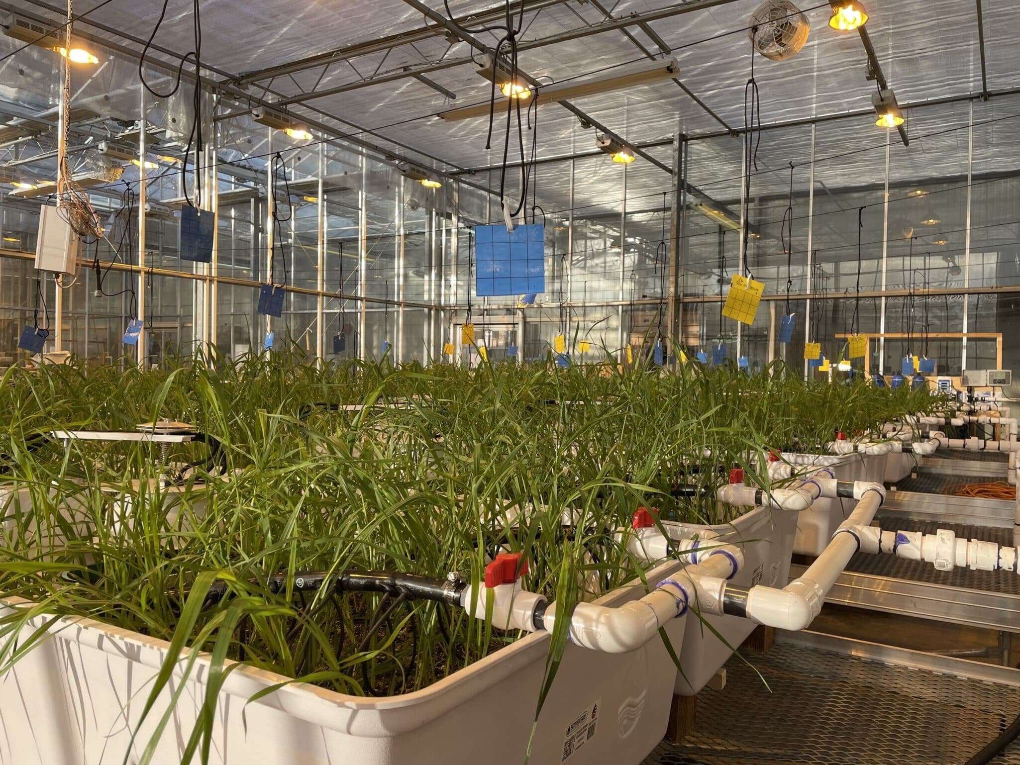Lucent Biosciences has completed a greenhouse gas emission (GHGE) study showing its Soileos fertilizer can sequester an average of 2.3 tonnes of carbon per acre, with results as high as 10 tonnes in select conditions.