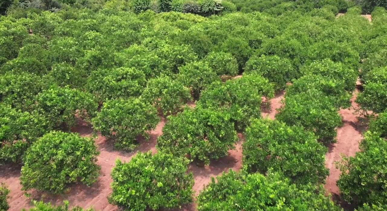 Treetoscope and Nutrien Ag Solutions announce a multi-year collaboration to integrate plant-based irrigation sensors with agronomic services.