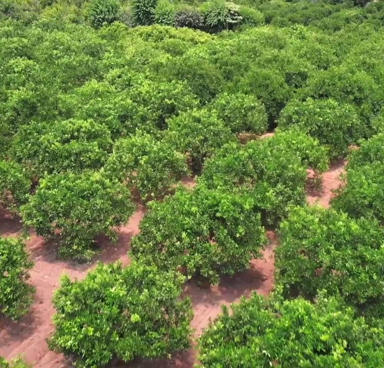 Treetoscope and Nutrien Ag Solutions announce a multi-year collaboration to integrate plant-based irrigation sensors with agronomic services.