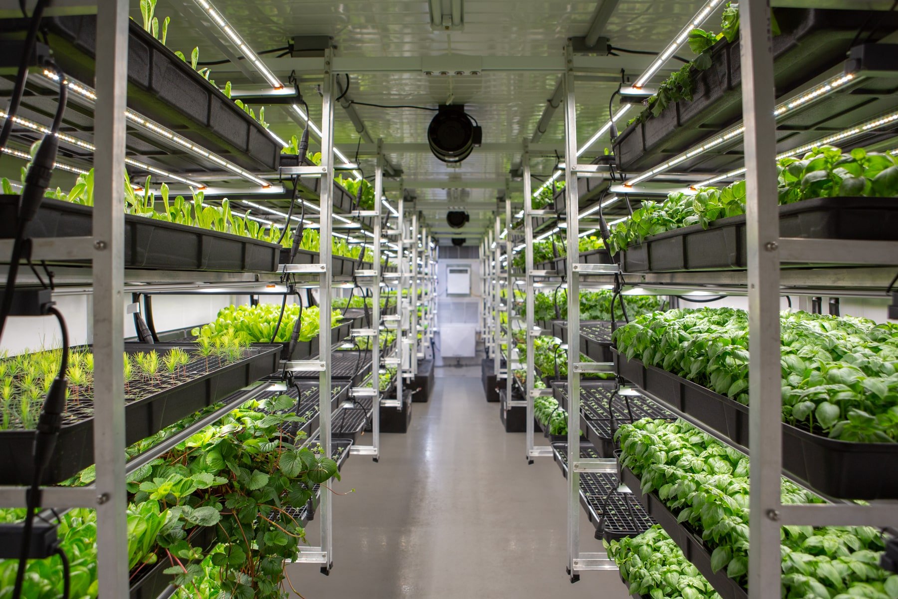 Auburn University has integrated a suite of AmplifiedAg container farms into its Transformation Garden and FoodU program.