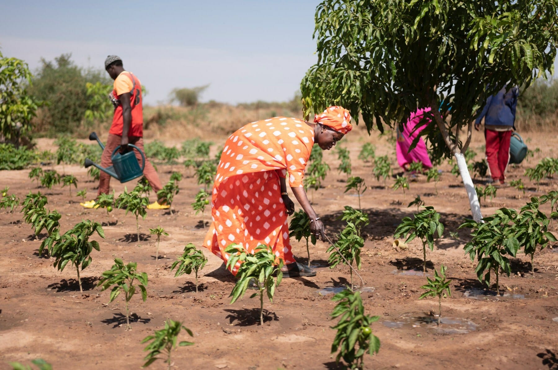 Heifer International, the Alliance of Bioversity International, and CIAT have signed a new Memorandum of Understanding to bolster their joint efforts in promoting sustainable agriculture and alleviating hunger and poverty.