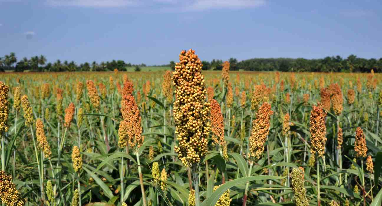 noco-noco Inc. has signed an MOU with Binex Inc. to jointly develop agriculture-based carbon credits.
