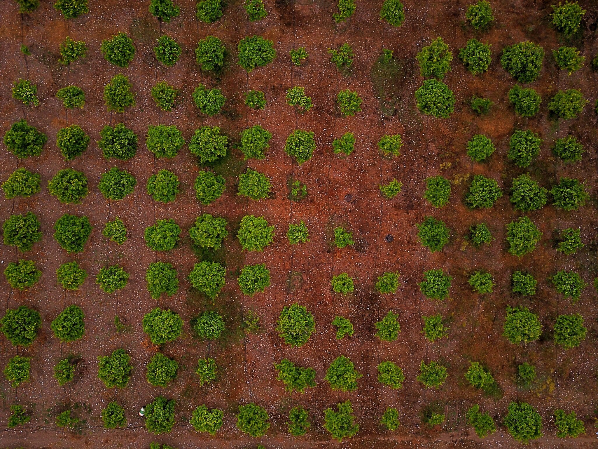 CSIRO has opened applications for its Innovate to Grow: Agriculture, Food & Technology – Queensland program targeting regional SMEs.