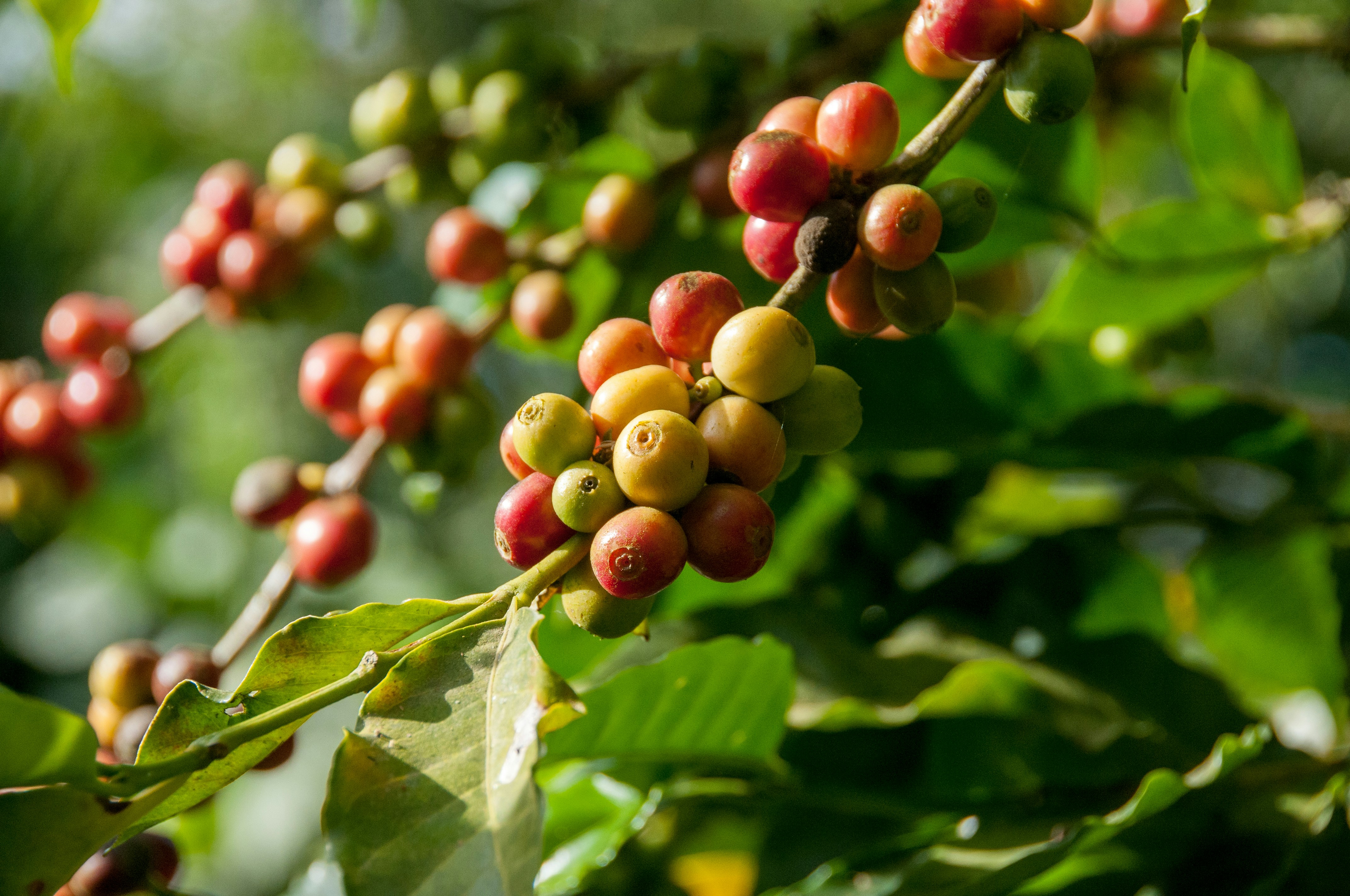 JDE Peet has signed an MoU with Peru, Honduras, and Rwanda to enhance compliance with the EU Deforestation Regulation