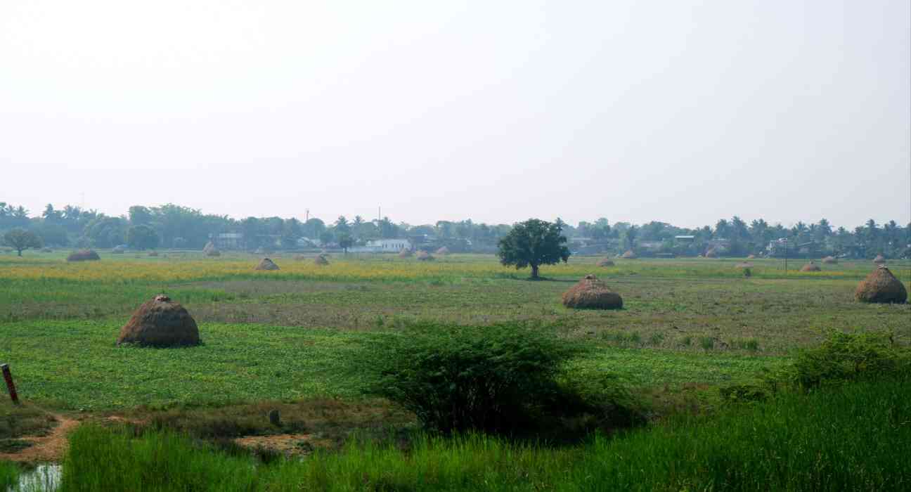 The Art of Living introduces multilayer cropping, maximizing land use by cultivating multiple crop layers vertically.