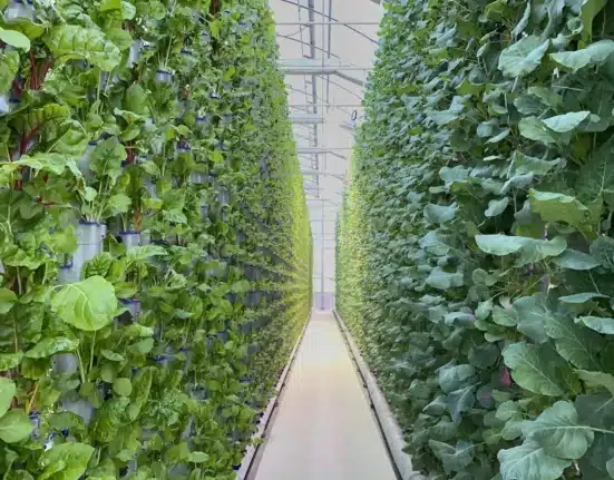 Eden Green Technology, a Texas-based CEA company, is permanently closing its Cleburne facilities and laying off over 100 employees.