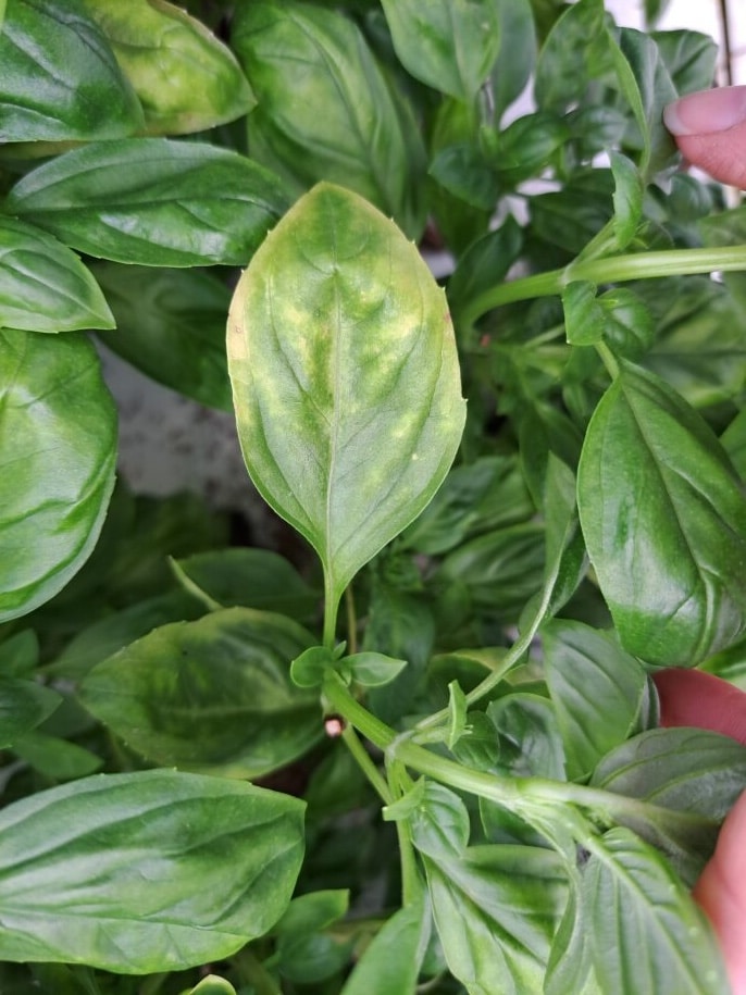 Mildew disease cleangreens, basil,