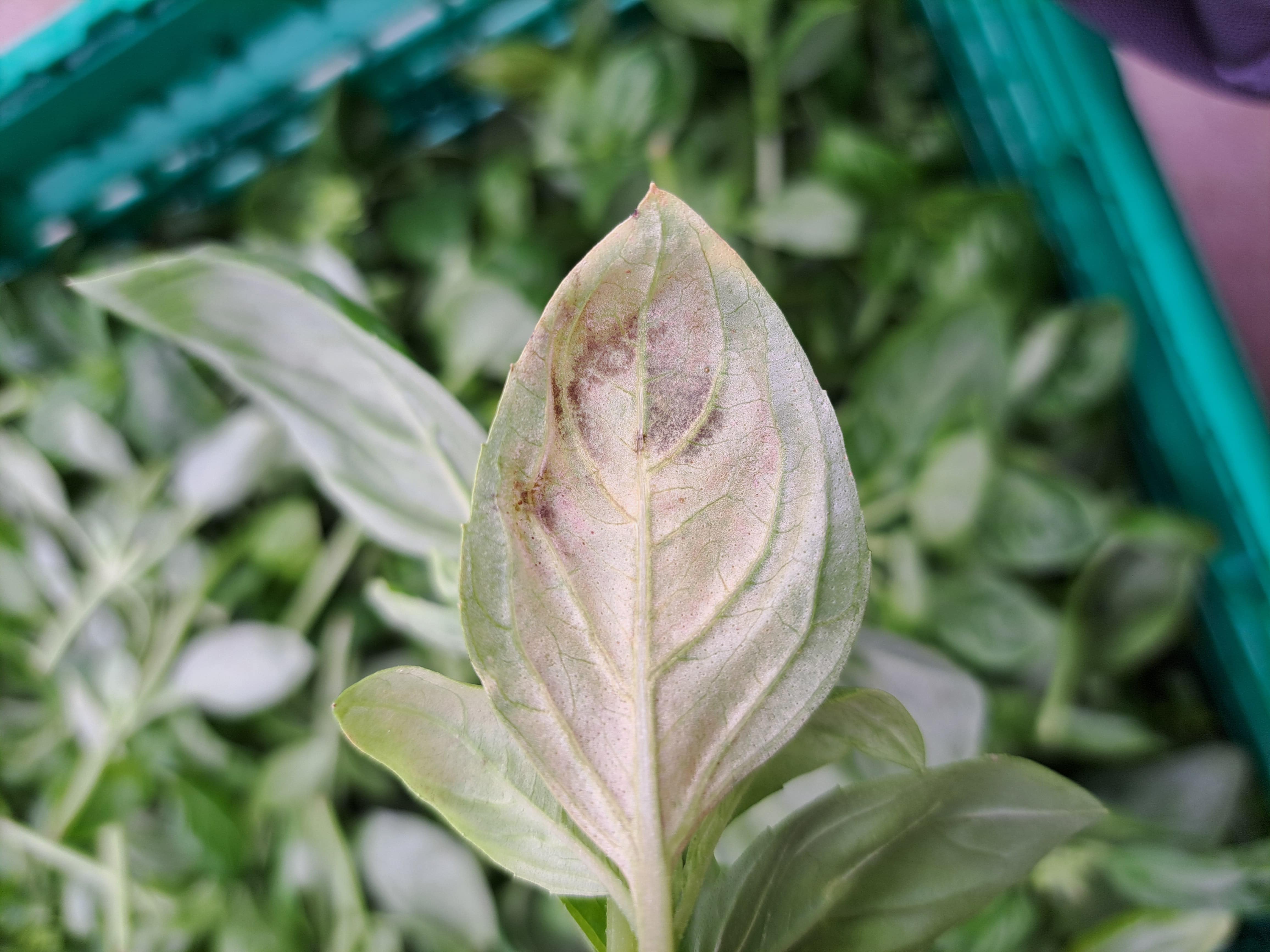Mildew disease cleangreens, basil,