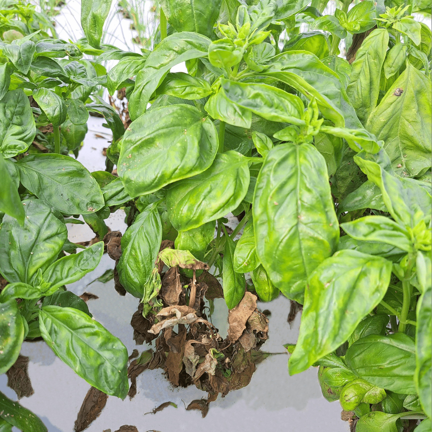 Mildew disease cleangreens, basil,