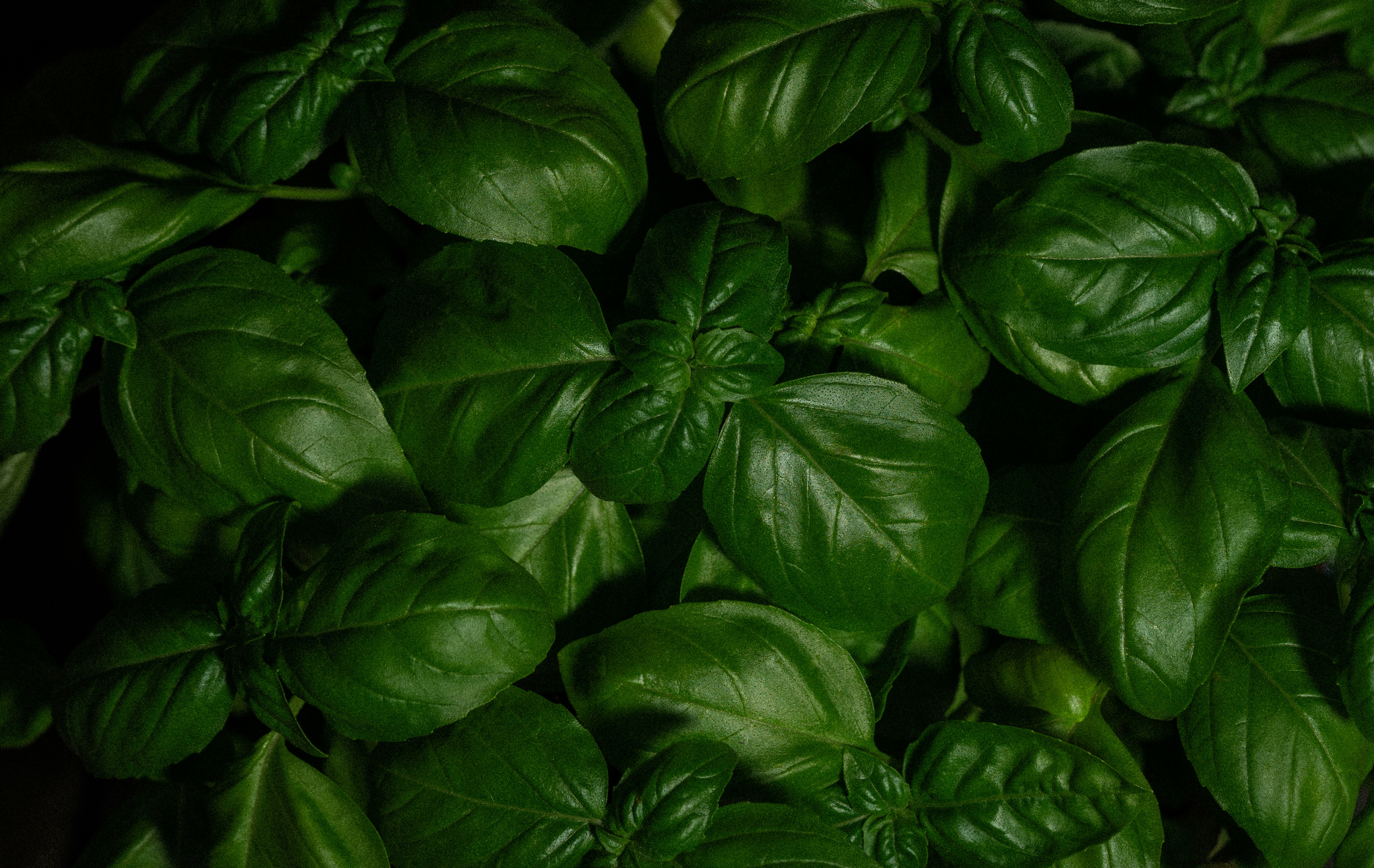 Basil Downy Mildew (BDM) is a fungal disease that can devastate basil crops in open fields and greenhouses.