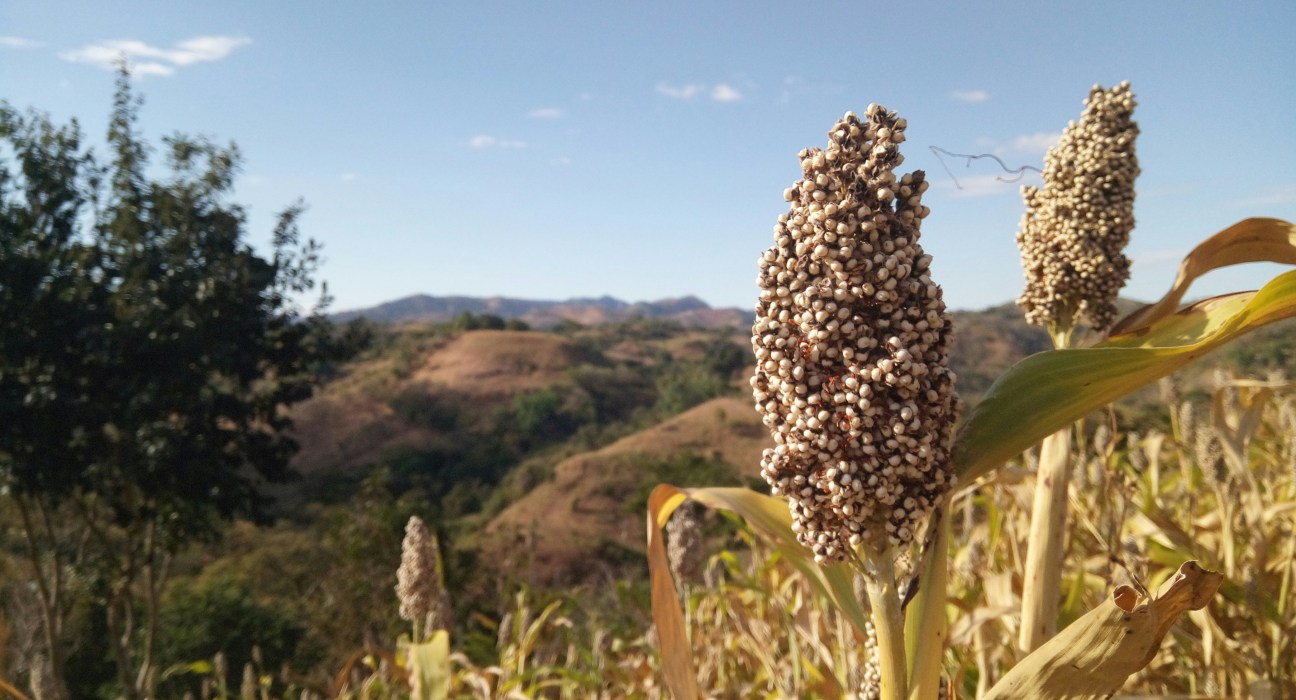 S&W Seed Company expands its technology with a non-GMO, over-the-top grassy weed control option for forage sorghum growers.