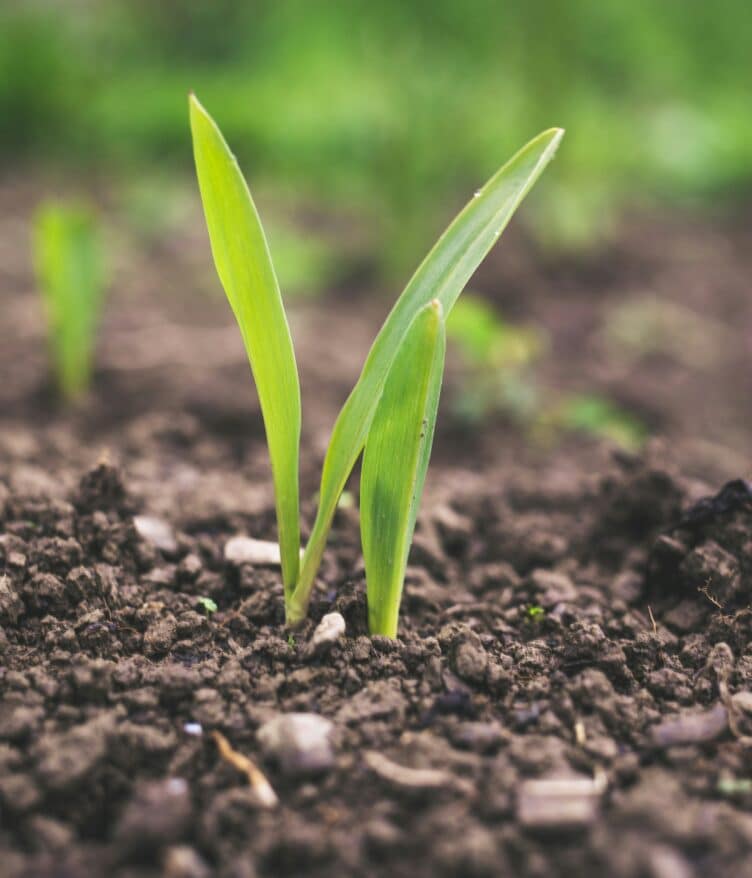 Miraterra has acquired Trace Genomics’ IP, products & Iowa lab to strengthen its capabilities in delivering soil-to-table measurement tech.