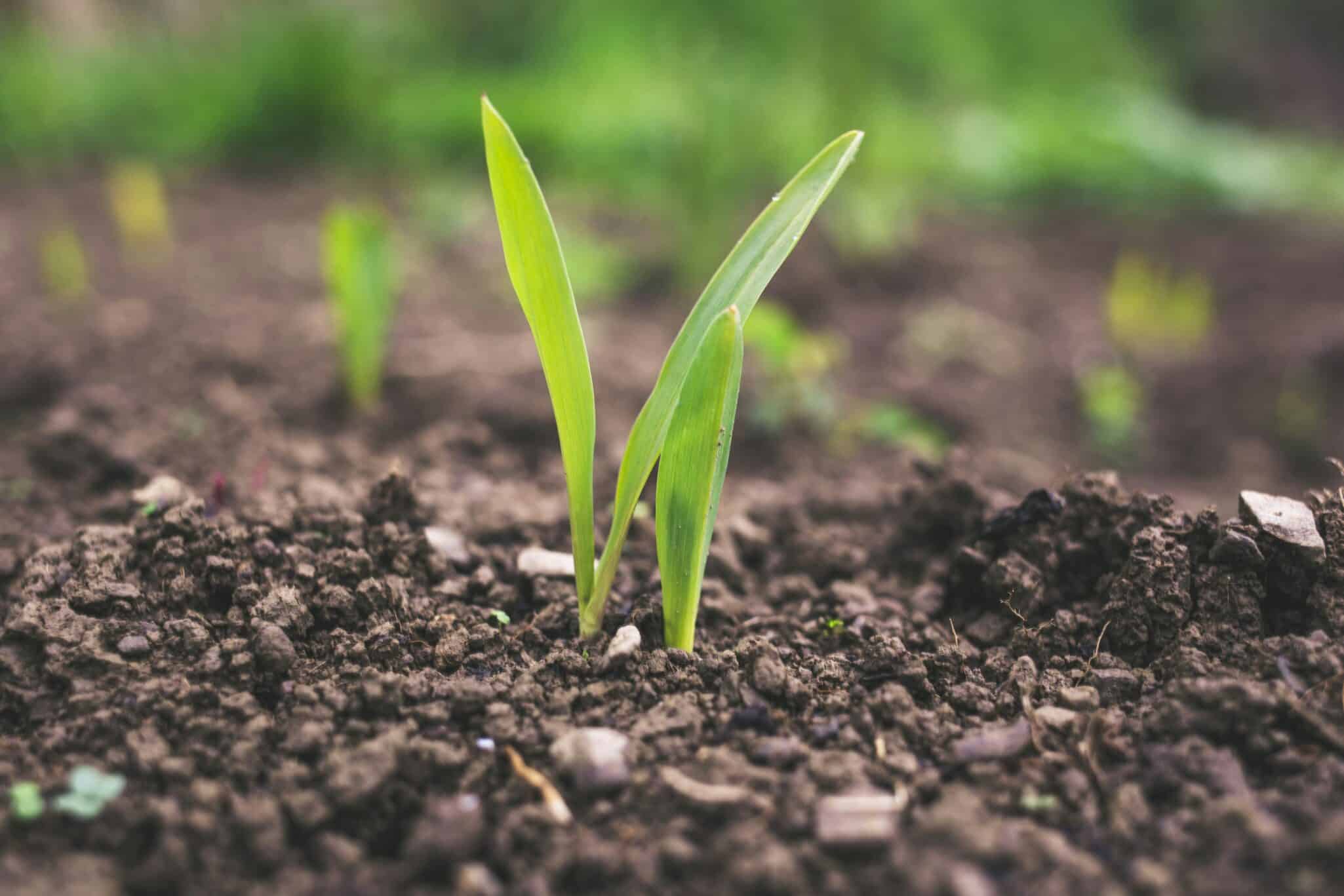 Miraterra has acquired Trace Genomics’ IP, products & Iowa lab to strengthen its capabilities in delivering soil-to-table measurement tech.