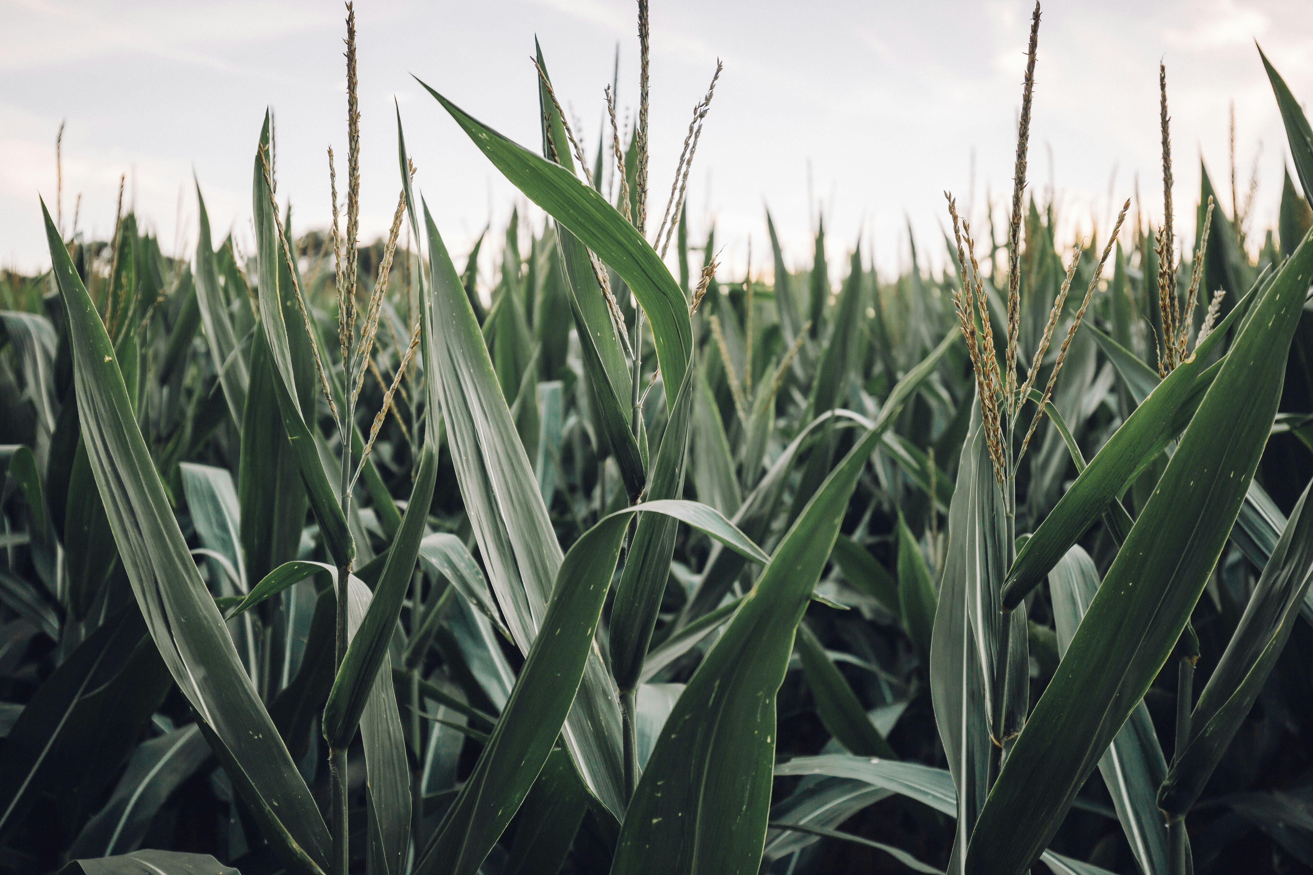 Mechanistic crop growth models like DSSAT-CERES-Maize can help address the challenges of spatial and temporal variability.