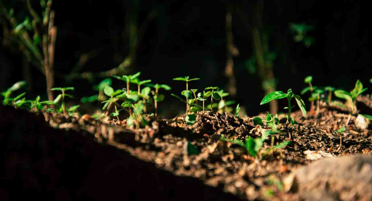 The study by Gomez et al. (2024) introduces an open dataset on soil organic carbon (SOC) under various cropping systems in Southeast Asia.