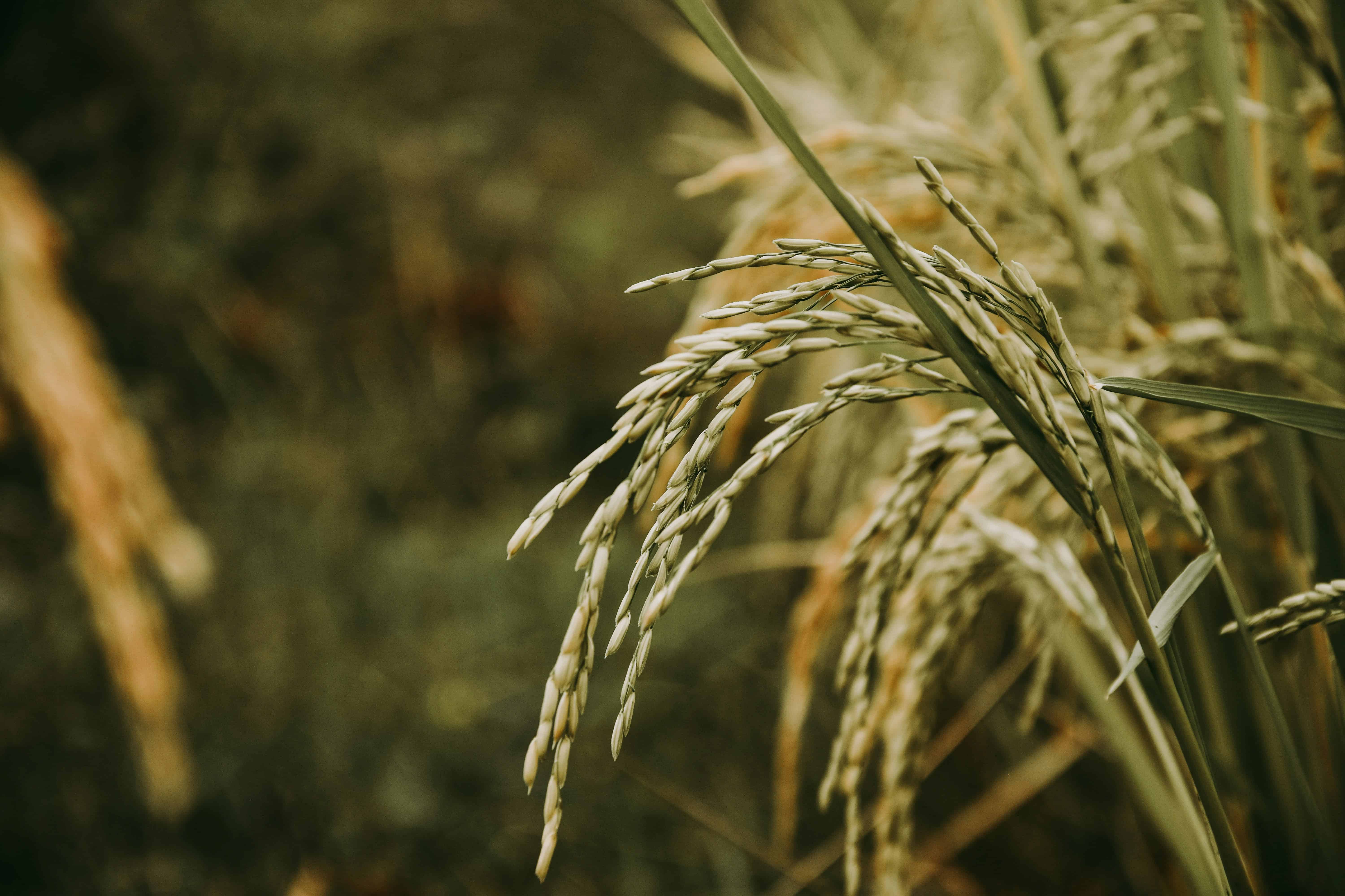 Wu et al. (2024) identified OsGATA8 as a key factor in coordinating nitrogen uptake and tiller formation in rice, opening new possibilities.