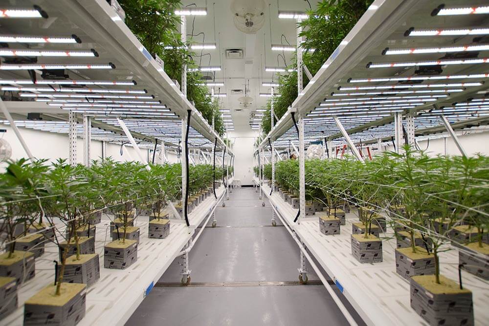 Fluence released SPYDR 3, an updated version of its lighting fixture designed for commercial cannabis cultivation.
