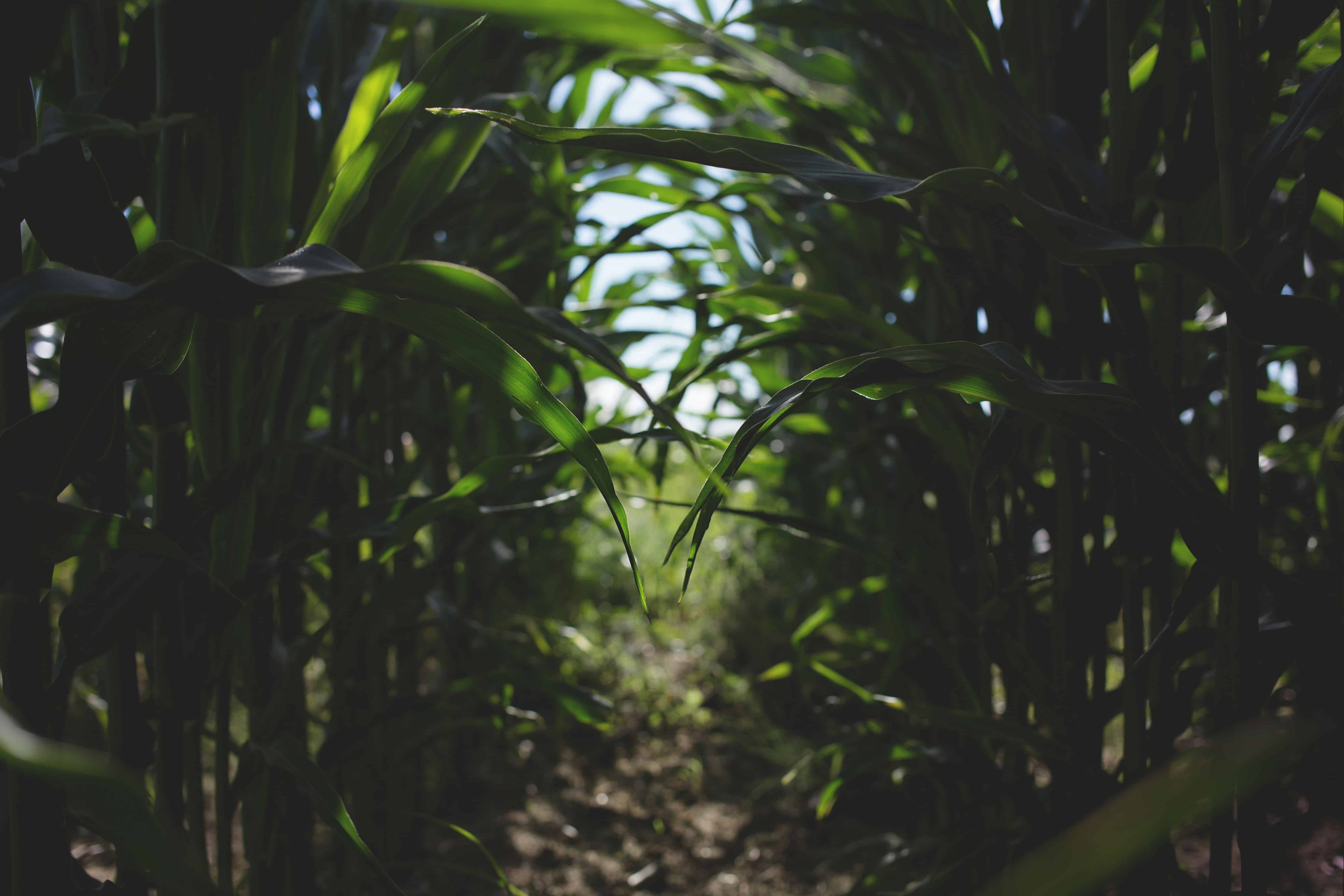 Protein Industries Canada partners with Ground Truth Agriculture, Parametrics.Ag, Cas-Grain Farms, and C-Merak Innovations on a $4.5M project