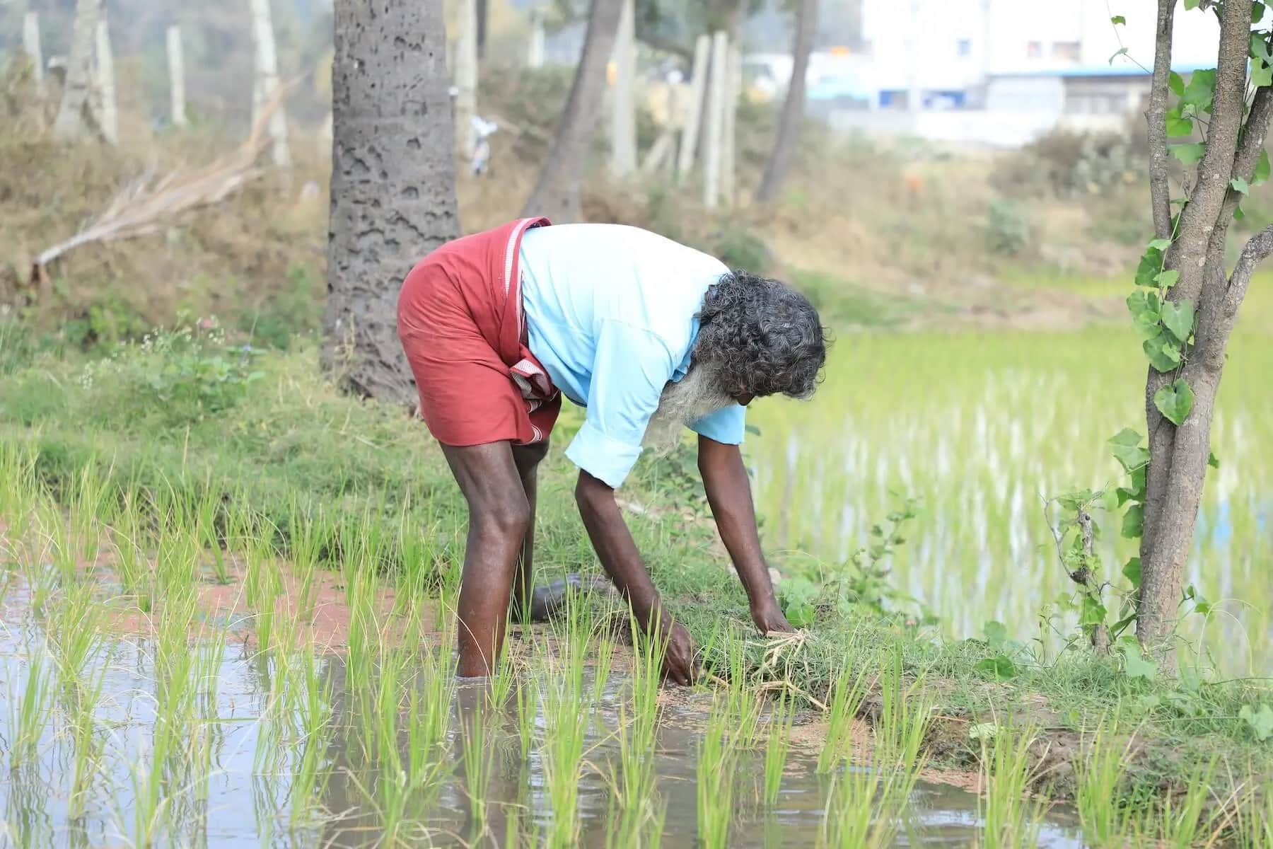 Boomitra has completed its first issuance of soil organic carbon (SOC) removal credits via the URVARA Project, supporting over 6,000 smallholder farmers.