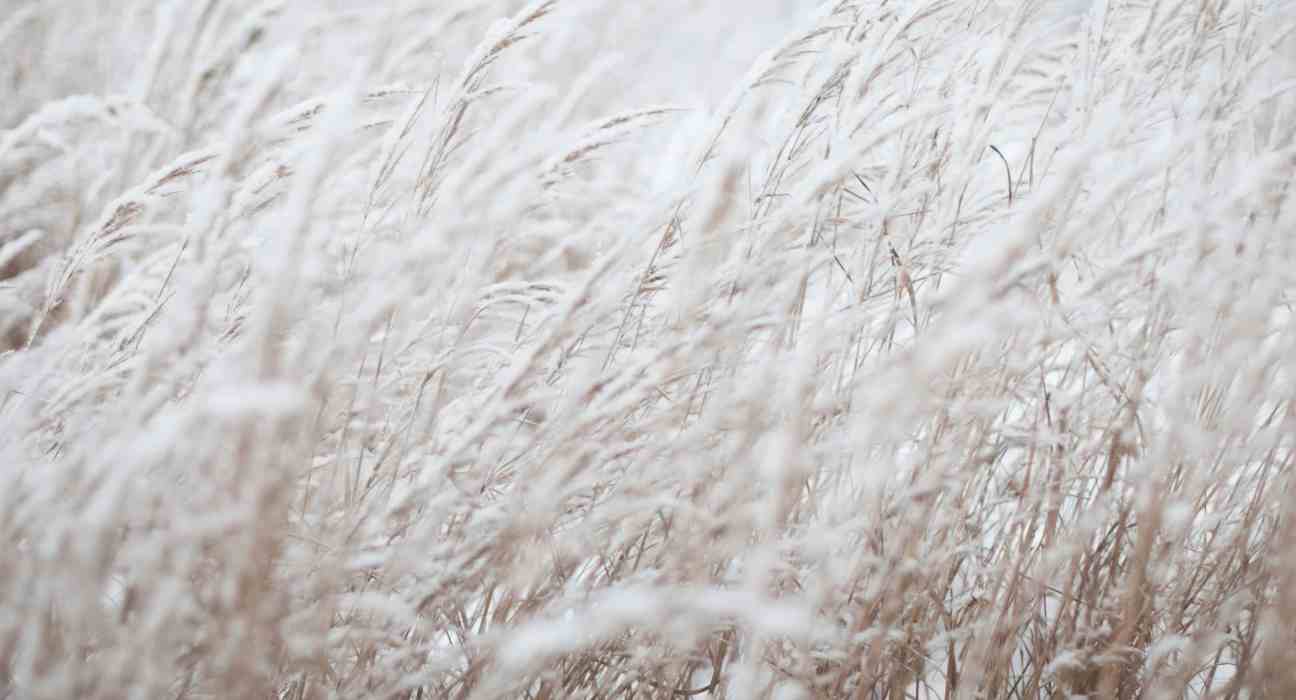 The Farmers’ Almanac released its forecast for the 2025-2026 winter, predicting fluctuating conditions and significant cold spells.