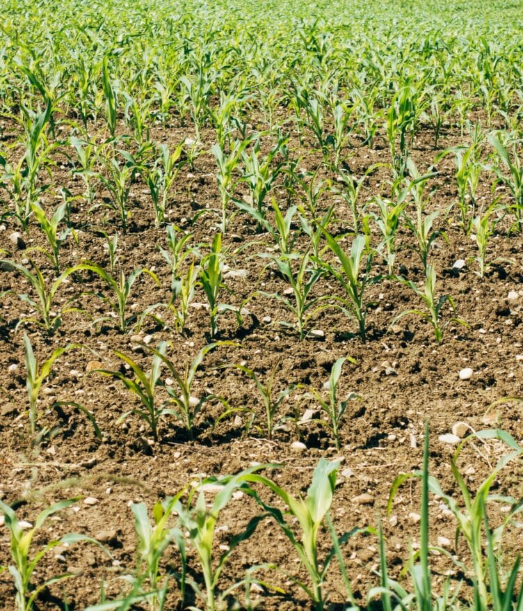 Bion’s Liquid AB organic fertilizer shows strong cannabis, tomato, and sorghum trial results, boosting yields and supporting organic growers.