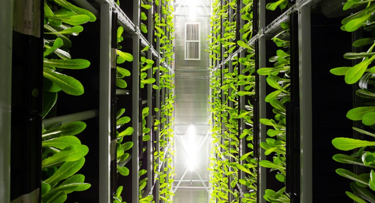 The FAO has released a new report assessing food safety hazards, controls, and regulatory frameworks in indoor farming.