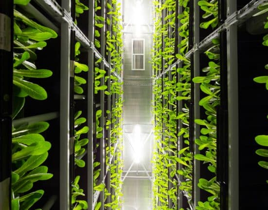 The FAO has released a new report assessing food safety hazards, controls, and regulatory frameworks in indoor farming.