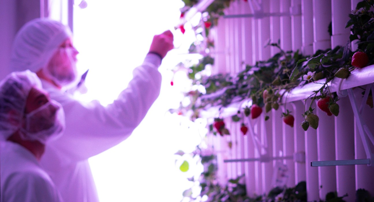The inBerry project explores a data-driven approach to indoor vertical farming, aiming to enhance efficiency.
