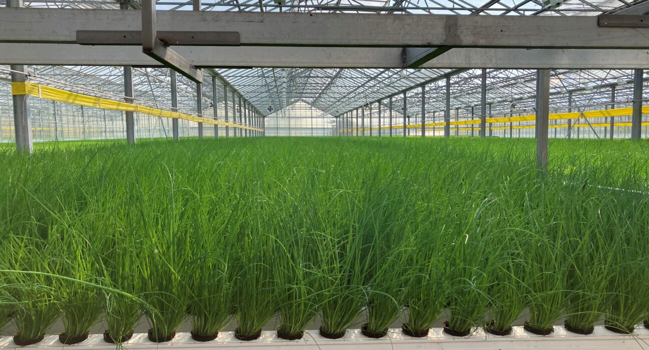 Viemose DGS, known for its scalable MGS, partnered with 4XROBOTS to integrate collaborative robots into greenhouse operations.
