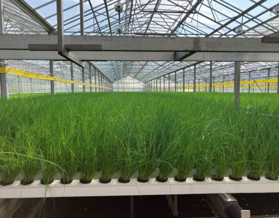 Viemose DGS, known for its scalable MGS, partnered with 4XROBOTS to integrate collaborative robots into greenhouse operations.
