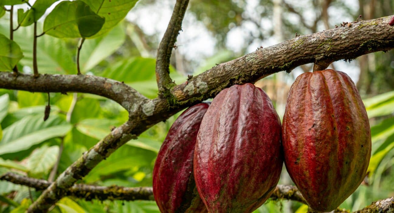 Mars, Incorporated has entered into an agreement with Pairwise to use its Fulcrum® gene editing platform for cacao research and development.