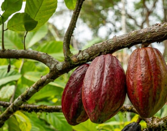 Mars, Incorporated has entered into an agreement with Pairwise to use its Fulcrum® gene editing platform for cacao research and development.