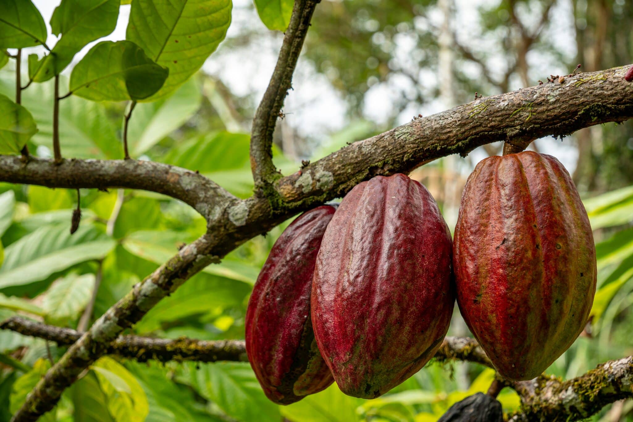 Mars, Incorporated has entered into an agreement with Pairwise to use its Fulcrum® gene editing platform for cacao research and development.