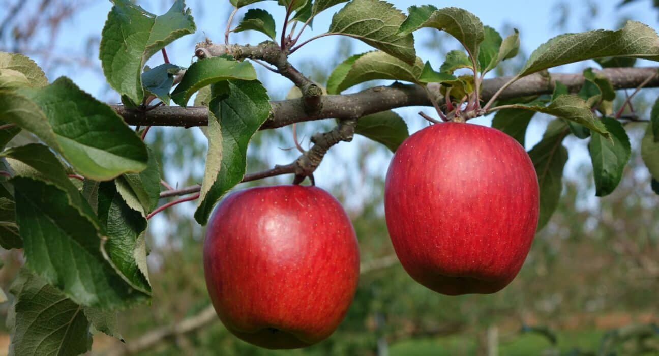 Farmland LP and Stemilt form joint venture to expand organic apple and cherry orchards in Washington’s Columbia Basin.