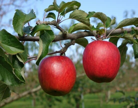Farmland LP and Stemilt form joint venture to expand organic apple and cherry orchards in Washington’s Columbia Basin.