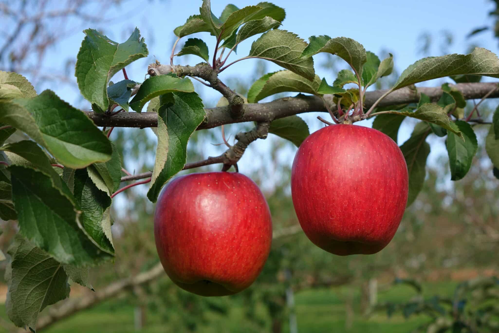 Farmland LP and Stemilt form joint venture to expand organic apple and cherry orchards in Washington’s Columbia Basin.