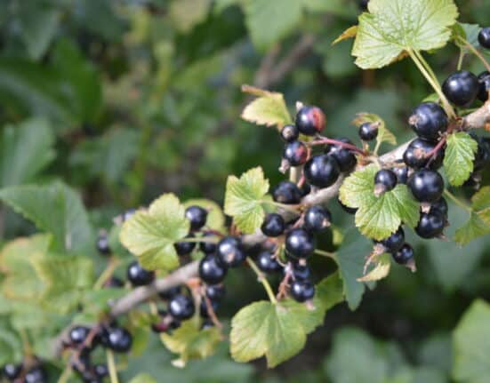 The James Hutton Institute launches an enhanced breeding programme to develop climate-resilient blackcurrant varieties.