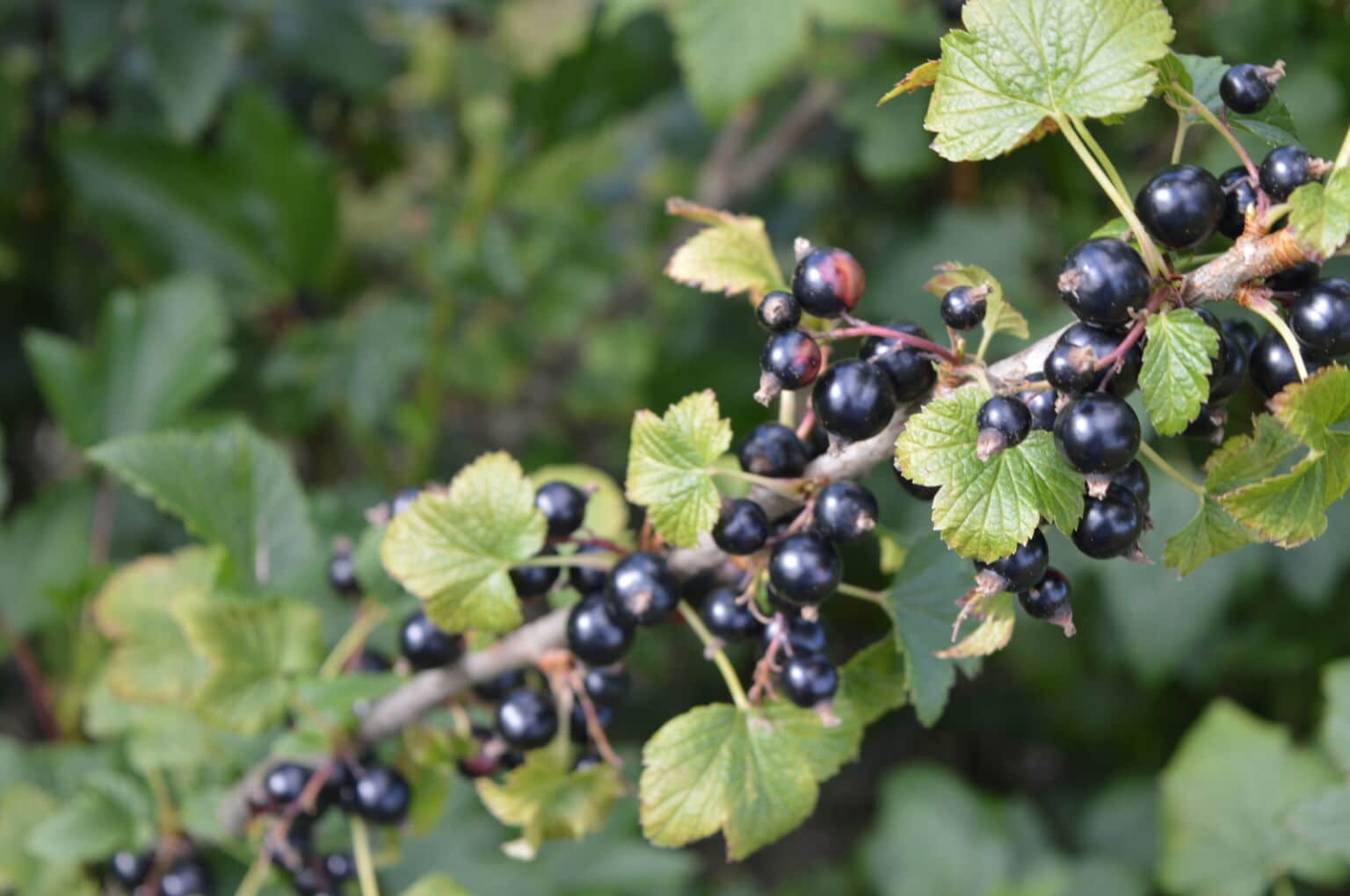 The James Hutton Institute launches an enhanced breeding programme to develop climate-resilient blackcurrant varieties.