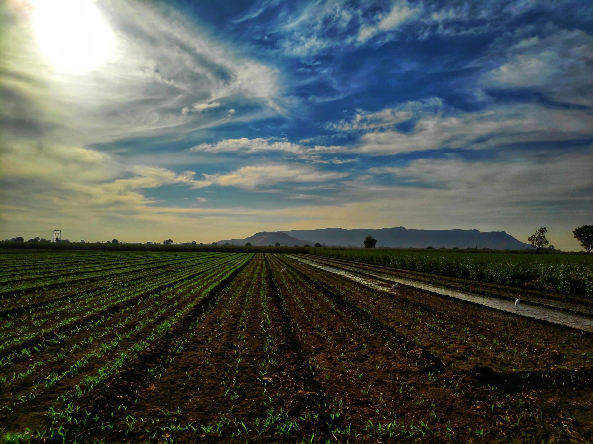 Field to Market: The Alliance for Sustainable Agriculture® has released Regenerative Agriculture Guidance Version 1.0