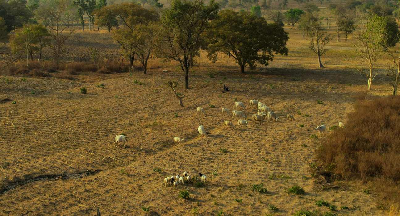 Fast Forward is launching a program to support up to 10 Nigerian livestock-tech startups, providing capital and company-building support.