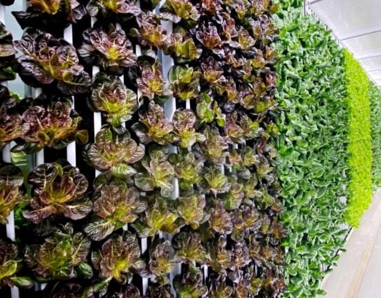 Freight Farms ceased operations on April 30, 2025, discontinuing services and support after 13 years in container-based vertical farming.