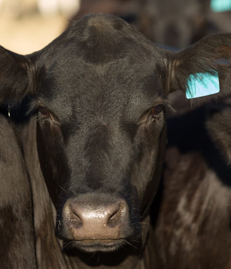 A UC Davis study found that Rumin8’s investigational veterinary product reduced total methane emissions by 95.2% in cattle.