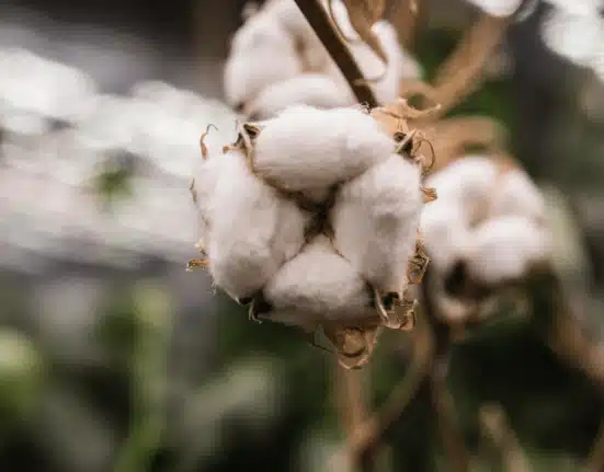 Gooddrop Ltd has unveiled the first garment made from cotton grown in the UK, produced at its vertical farming R&D facility.