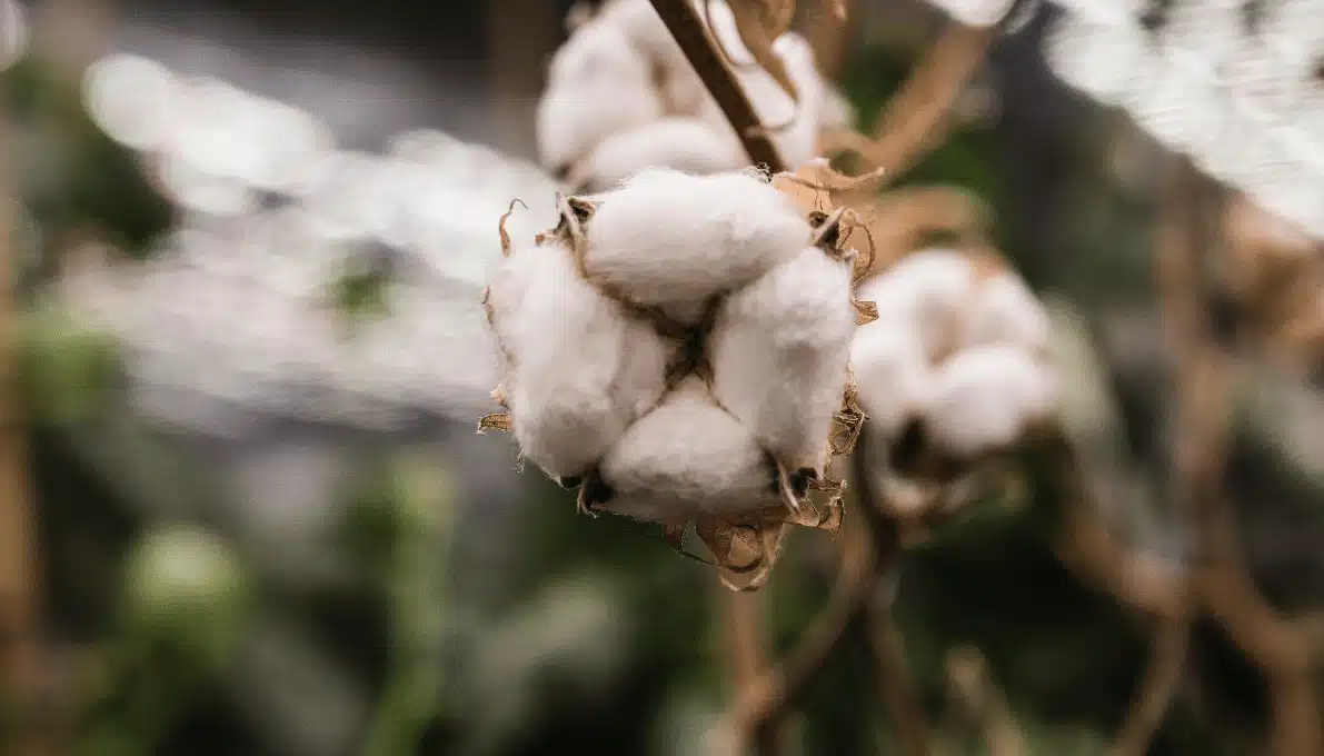 Gooddrop Ltd has unveiled the first garment made from cotton grown in the UK, produced at its vertical farming R&D facility.