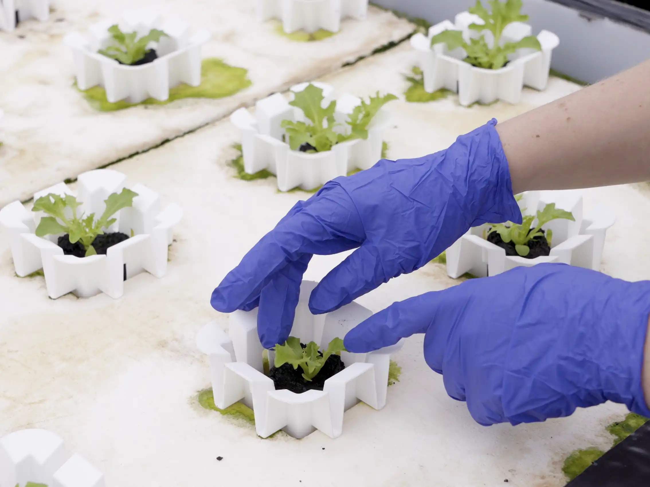 With £1.015 million in funding from Innovate UK, Concert Bio's project aims to transform CEA by optimizing microbiome interventions. AgriTech News, AgTech news, Agriculture news,