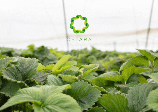 Bethnal Green Ventures has led the pre-seed funding round for Ostara, a company developing real-time optimization software for controlled environment agriculture (CEA).