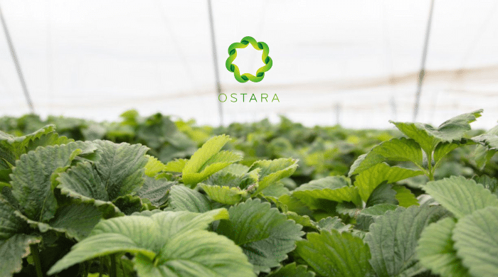 Bethnal Green Ventures has led the pre-seed funding round for Ostara, a company developing real-time optimization software for controlled environment agriculture (CEA).