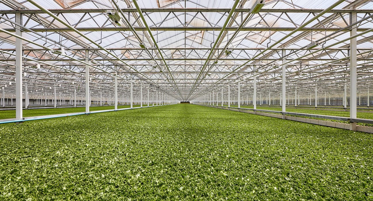 Little Leaf Farms announces new campus in Manchester, Tennessee, with construction set to begin this summer
